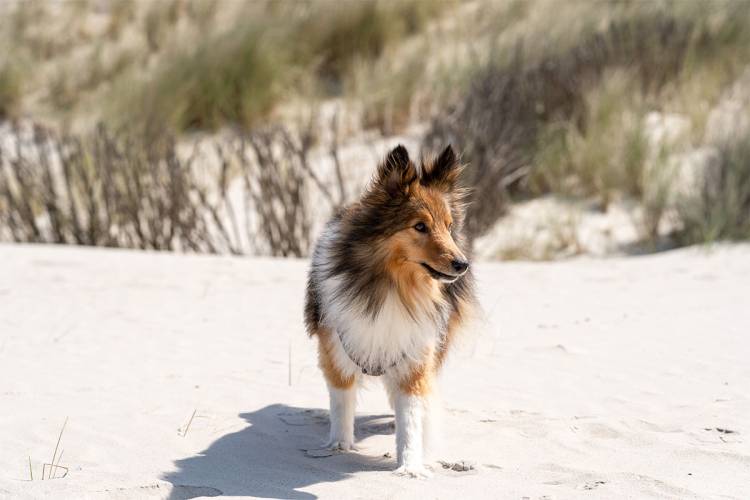 Ein Langhaarcollie steht im weißen Sand einer Düne beim Urlaub mit Hund auf Amrum.