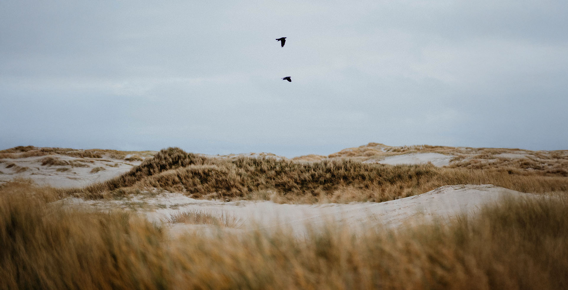 Sanddünen mit Strandhafer auf Amrum, zwei Vögel fliegen am Himmel.